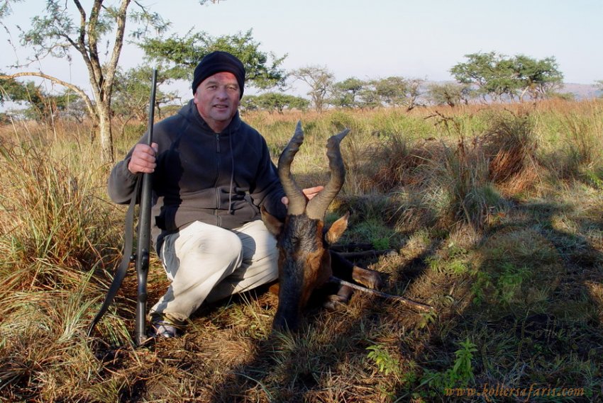 RED HARTEBEEST