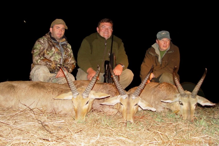 COMMON REEDBUCK