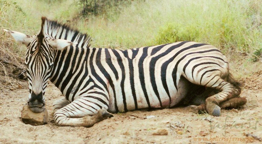 ZEBRA