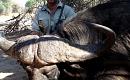 THE THIRD BIGGEST BUFFALO TAKEN IN ZAMBIA IN THE LAST 10 YEARS