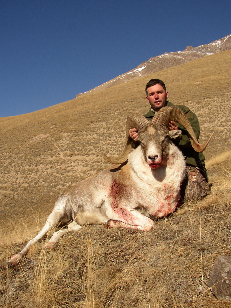 2005 - KIRGIZSKO TIAN ŠAN ARGALI