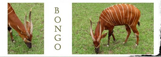 Titulka - obrázok - Bongo