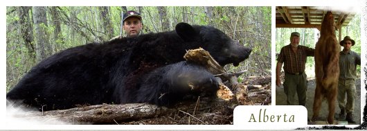 Titulka - obrázok - Alberta - medveď Baribal
